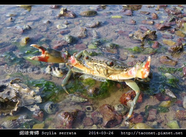 鋸緣青蟳 Scylla serrata _07.jpg