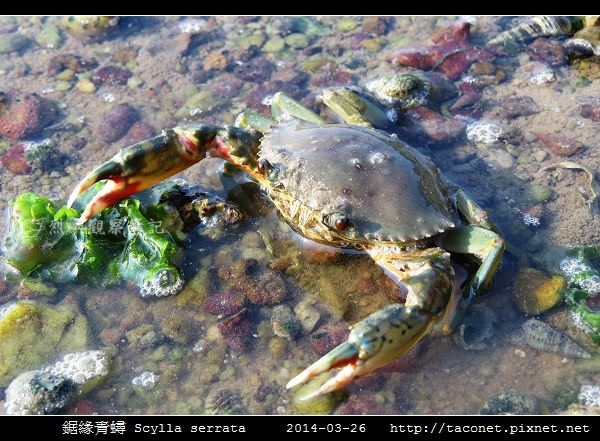 鋸緣青蟳 Scylla serrata _06.jpg
