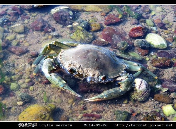 鋸緣青蟳 Scylla serrata _05.jpg