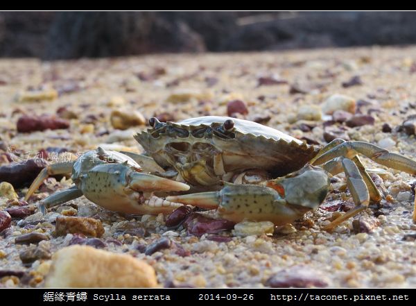 鋸緣青蟳 Scylla serrata _02.jpg