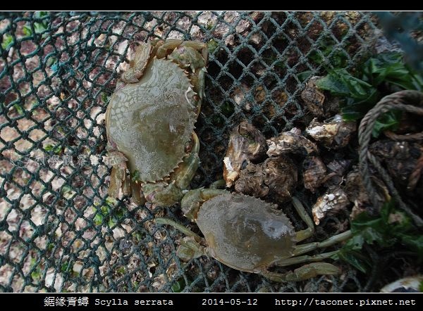 鋸緣青蟳 Scylla serrata _01.jpg