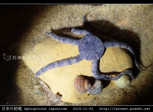 日本片蛇尾 Ophioplocus japonicum_08.jpg