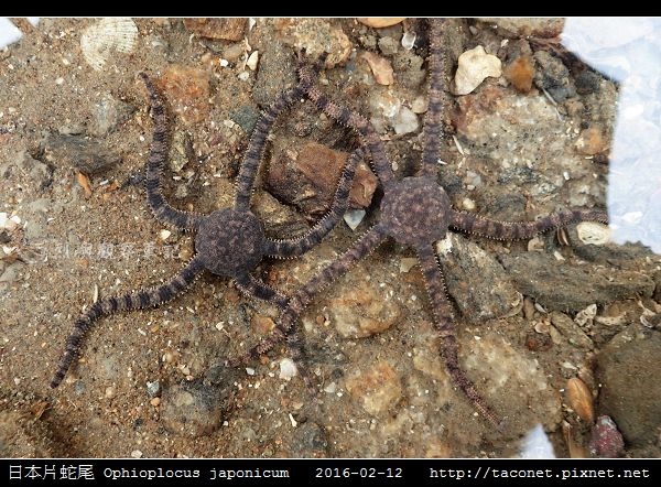 日本片蛇尾 Ophioplocus japonicum_05.jpg
