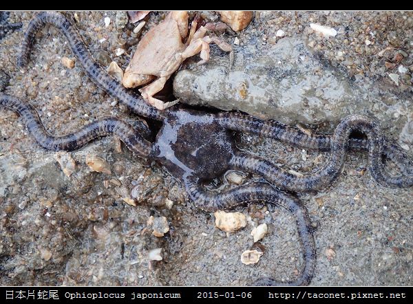 日本片蛇尾 Ophioplocus japonicum_03.jpg