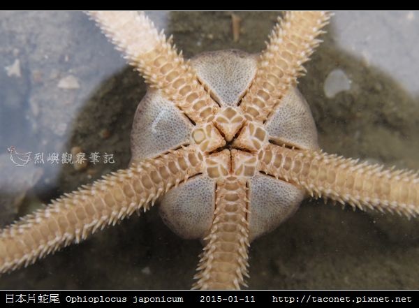 日本片蛇尾 Ophioplocus japonicum_02.jpg