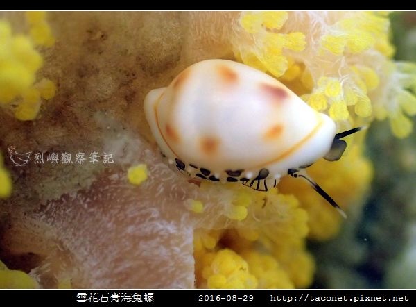 雪花石膏海兔螺 Pseudosimnia alabaster相簿封面