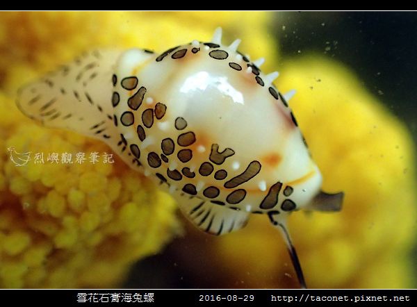雪花石膏海兔螺_06.jpg