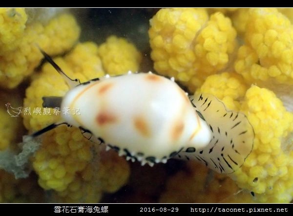 雪花石膏海兔螺_02.jpg