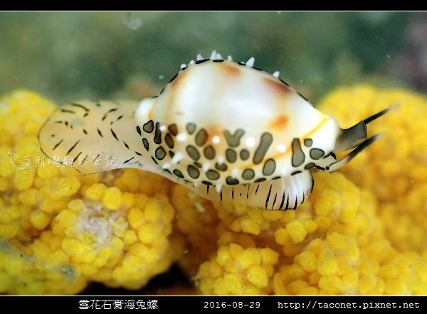 雪花石膏海兔螺_04.jpg