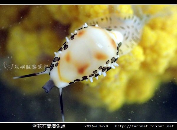 雪花石膏海兔螺_01.jpg