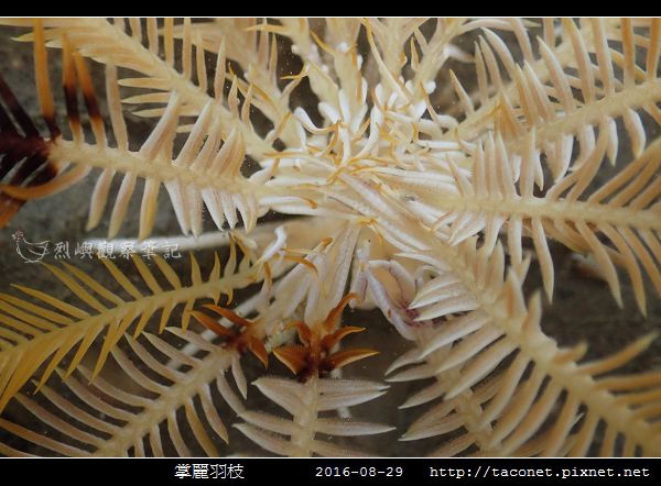 掌麗羽枝 Lamprometra palmata相簿封面