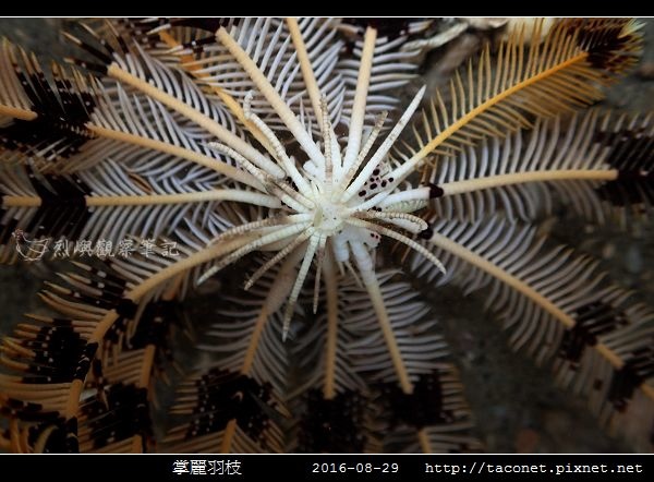 掌麗羽枝 Lamprometra palmata_03.jpg