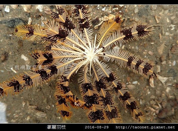 掌麗羽枝 Lamprometra palmata_02.jpg