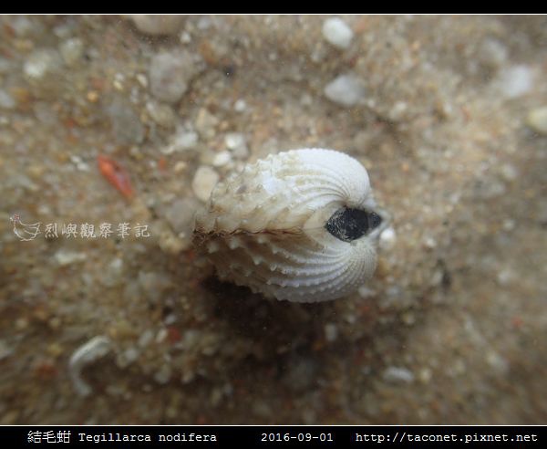 結毛蚶 Tegillarca nodifera_7.jpg