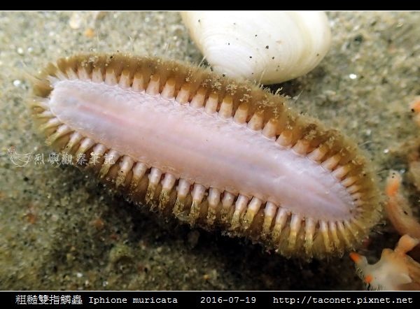 粗糙雙指鱗蟲 Iphione muricata_6.jpg