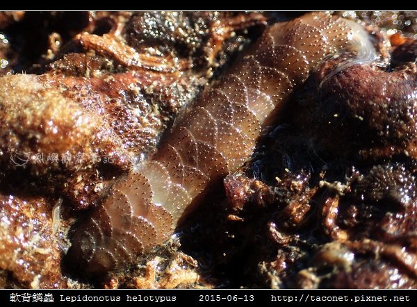 軟背鱗蟲 Lepidonotus helotypus_7.jpg