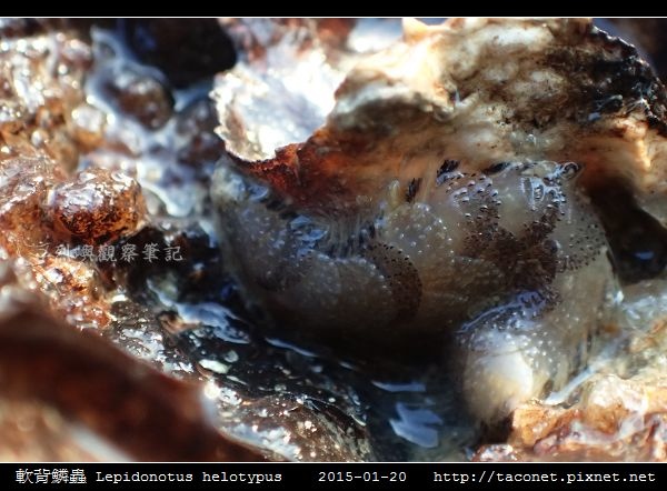 軟背鱗蟲 Lepidonotus helotypus_4.jpg