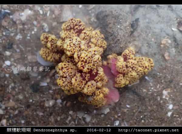棘穗軟珊瑚 Dendronephthya sp_02.jpg