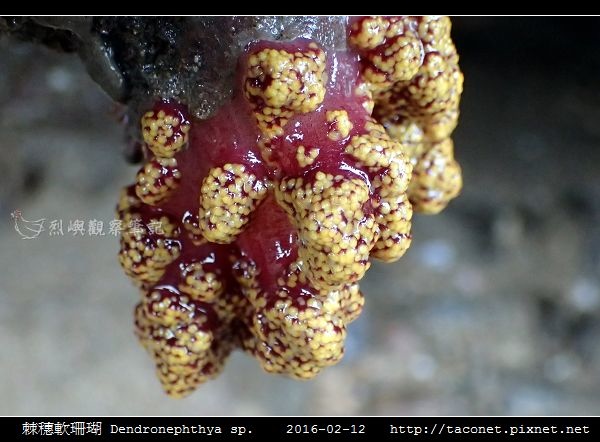 棘穗軟珊瑚 Dendronephthya sp_01.jpg