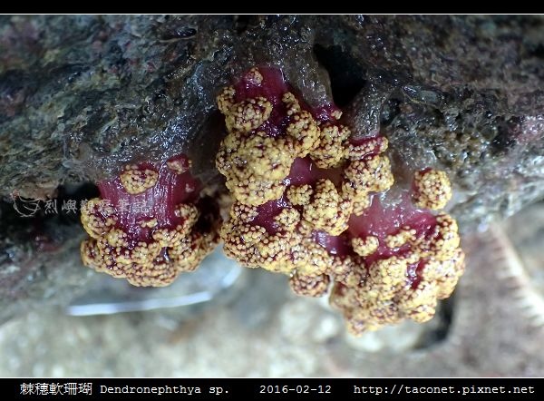 棘穗軟珊瑚 Dendronephthya sp_03.jpg