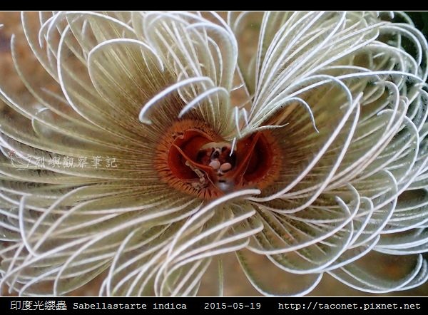 印度光纓蟲 Sabellastarte indica_20.jpg