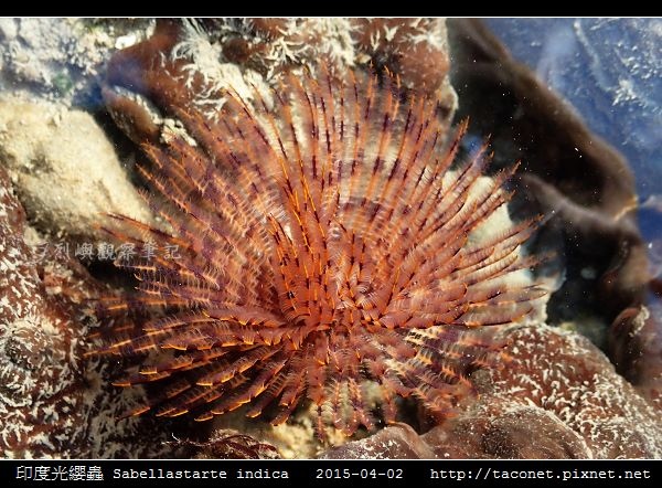 印度光纓蟲 Sabellastarte indica_11.jpg