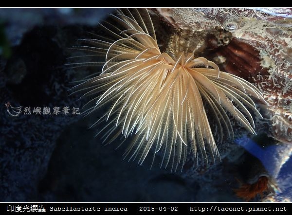 印度光纓蟲 Sabellastarte indica_10.jpg