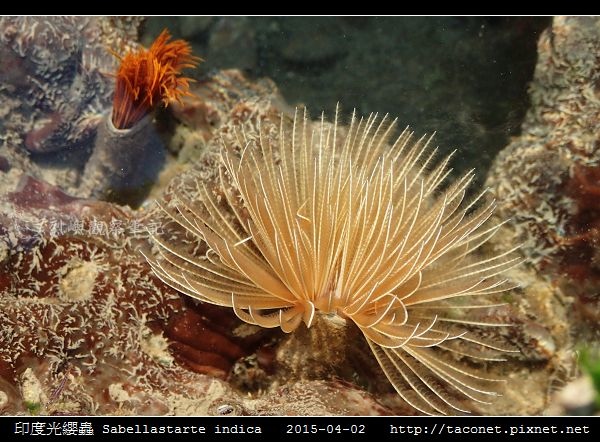 印度光纓蟲 Sabellastarte indica_09.jpg