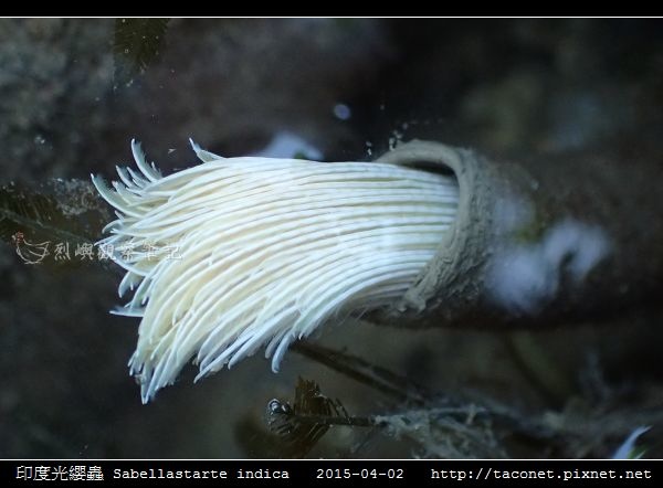 印度光纓蟲 Sabellastarte indica_08.jpg