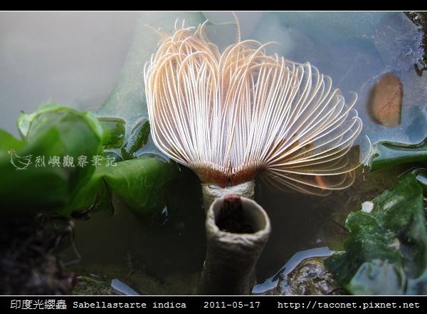 印度光纓蟲 Sabellastarte indica_02.jpg