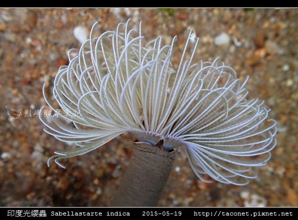 印度光纓蟲 Sabellastarte indica_19.jpg