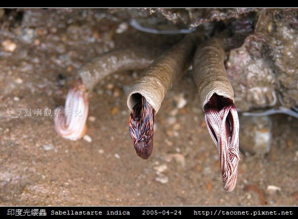 印度光纓蟲 Sabellastarte indica_01.jpg