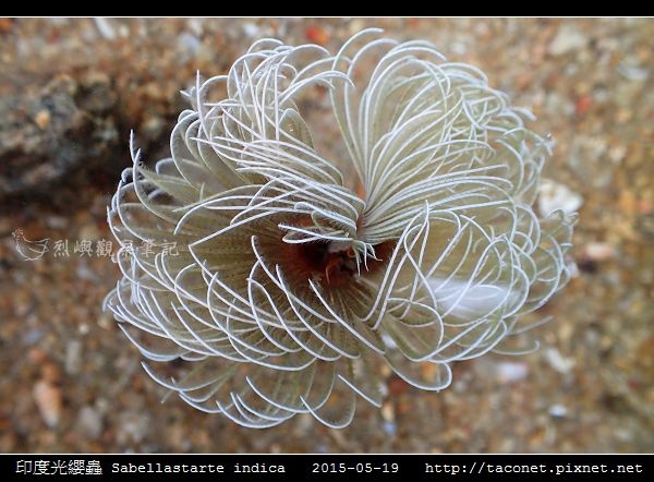 印度光纓蟲 Sabellastarte indica_18.jpg