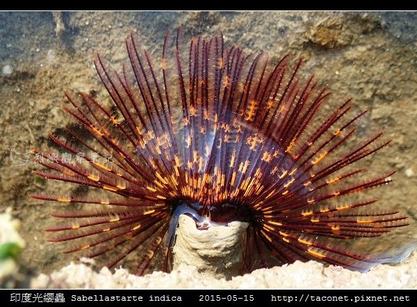 印度光纓蟲 Sabellastarte indica_17.jpg