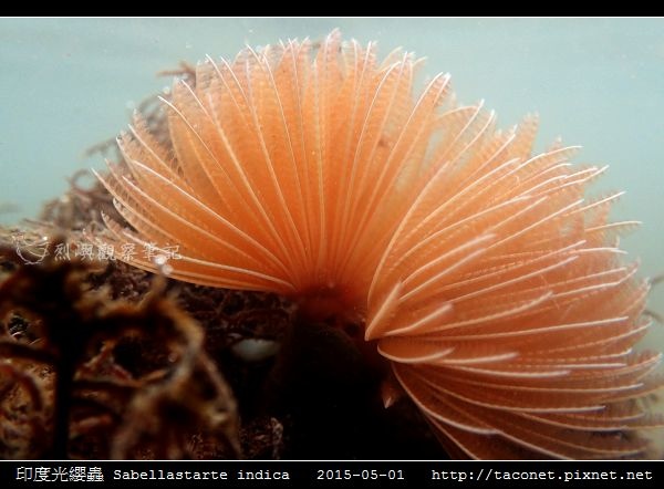 印度光纓蟲 Sabellastarte indica_16.jpg