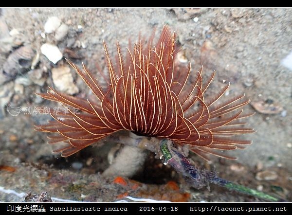 印度光纓蟲 Sabellastarte indica_14.jpg