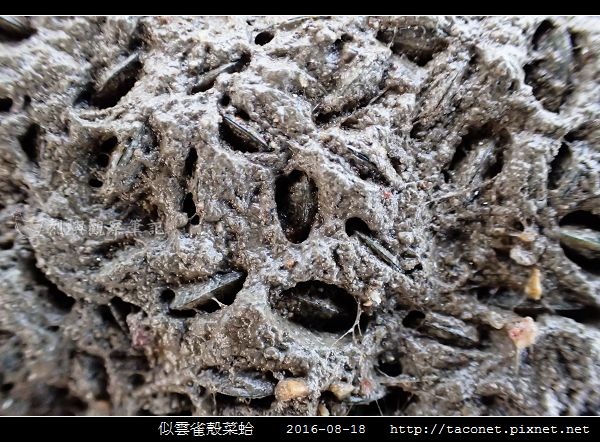 似雲雀殼菜蛤 Hormomya mutabilis_10.jpg