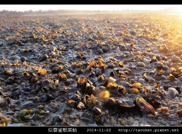 似雲雀殼菜蛤 Hormomya mutabilis_02.jpg