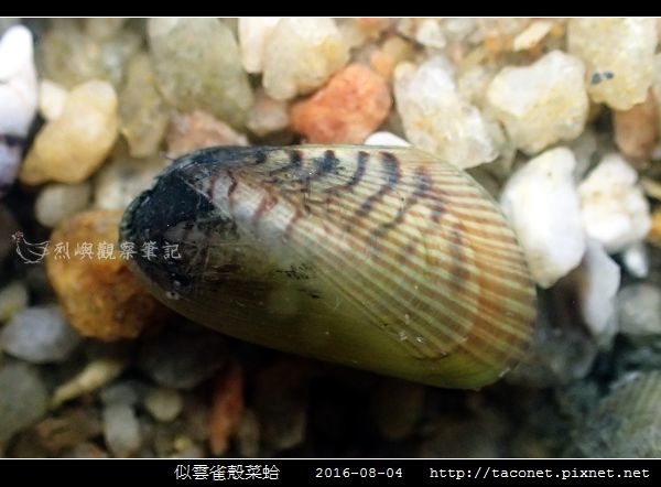 似雲雀殼菜蛤 Hormomya mutabilis_07.jpg