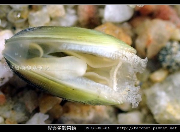 似雲雀殼菜蛤 Hormomya mutabilis_05.jpg