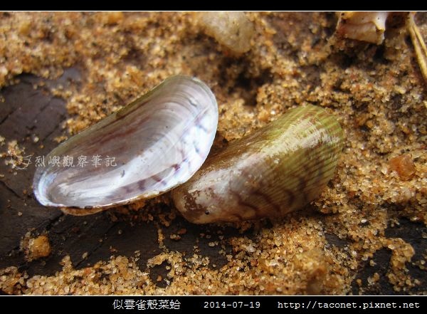 似雲雀殼菜蛤 Hormomya mutabilis_01.jpg
