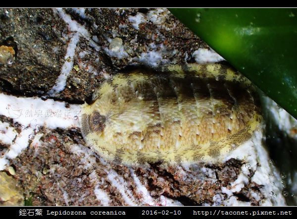 銼石鱉 Lepidozona coreanica_2.jpg