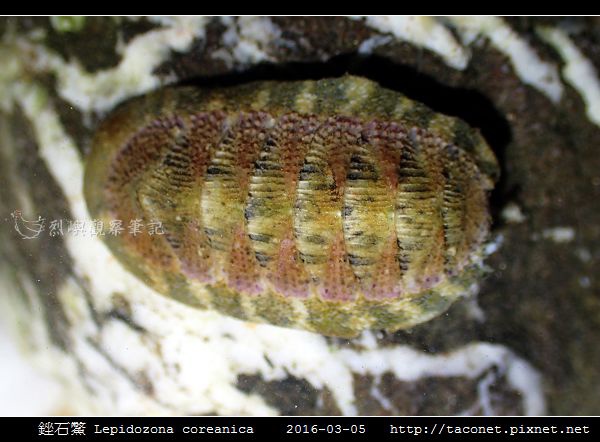 銼石鱉 Lepidozona coreanica_5.jpg