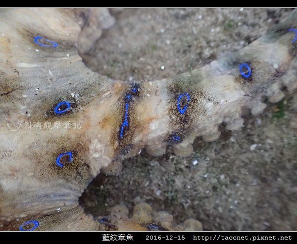 藍紋章魚_10.jpg