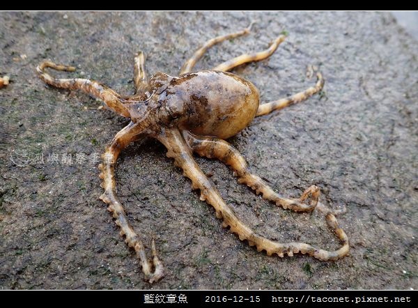 藍紋章魚_06.jpg