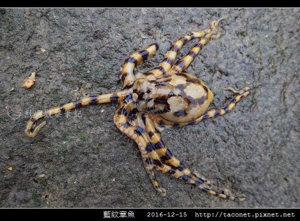 藍紋章魚_05.jpg