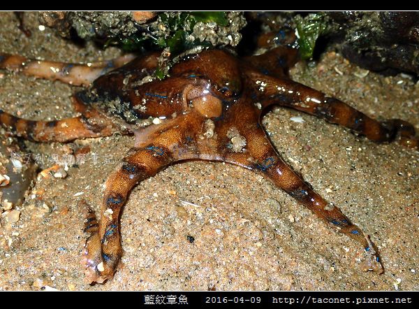 藍紋章魚_02.jpg