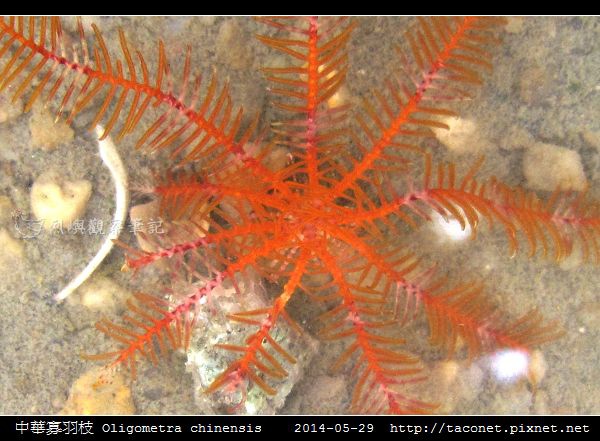 中華寡羽枝 Oligometra chinensis _7.jpg