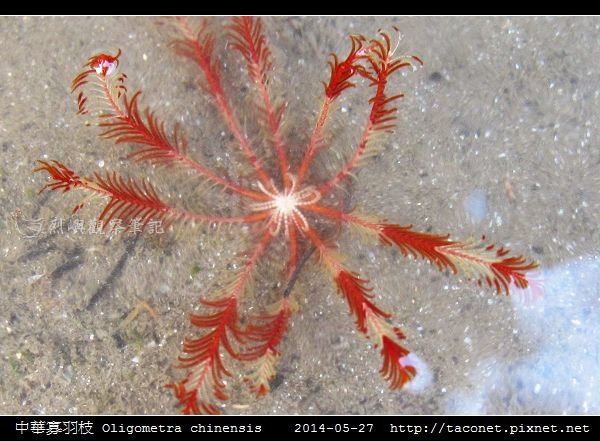 中華寡羽枝 Oligometra chinensis _4.jpg