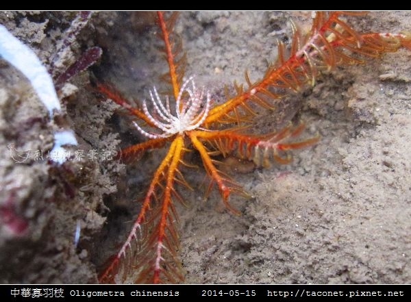 中華寡羽枝 Oligometra chinensis _2.jpg